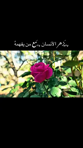 ,,َتصويري #ورود_طبيعيه #الريف_العربي #الشعب_الصيني_ماله_حل😂😂 #برينج #العراق🇮🇶 