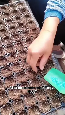 Pot tray semai benih tanam cabe #potsemaibenih #pottraysemai #pottraysemaibibit #petaniindonesia🇮🇩🇮🇩🇮🇩🌿🌿 #fyp 