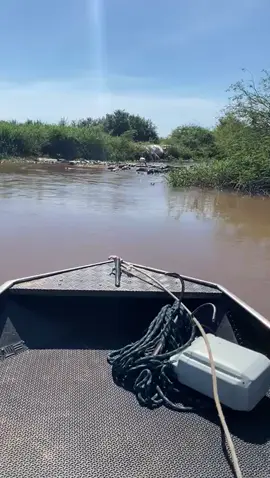 olha tanto de jacaré Rio Taquari Coxim-MS Pantanal Sul matogrossense #viralizou #pescaesportiva #tiktok 