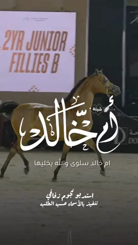 شيلة باسم ام خالد 2025 شيلة مدح ام خالد #استديو_نجوم_زفافي #لطلب_الشيلات_0505336824 #السعودية #الكويت #قطر  #تصميم_فيديوهات🎶🎤🎬تصميمي🔥 #تصميم_اسماء_حسب_الطلب #شيلة_باسم_ان_خالد #شيلة_ام_خالد #ام_خالد 