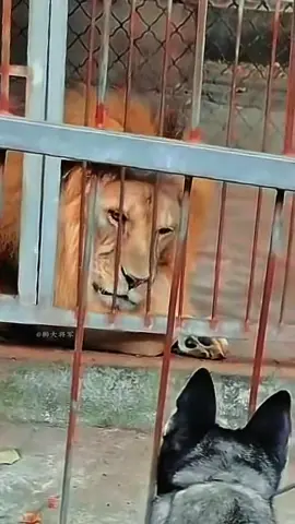 ما تعليقك على المنظر ' هل مقولة الإمام الشافعي تنطبق على هذا المنظر !! لا تأسفن على غدر الزمان لطالما رقصت على جثث الأسود كلاب لاتحسبن برقصها تعلو على أسيادها تبقى الأسود أسوداً والكلاب كلاب تموت الأسد في الغابات جوعاً ولحم الضأن تأكله الكلاب وذو جهل قد ينام على حرير وذو علم مفارشه التراب  → أصبحت مطرحا #السعودية #الرياض 