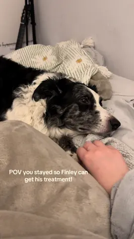 We just found out that Finley is very poorly and needs your help so he can get his treatment! Small donations would be much appreciated, thank you!! Finley is a 9 year old Border Collie and is a very independent dog. He loves walks and licking everything he sees. He loves to play with other dogs, and play with sticks and balls. He loves the beach, but hates going in the water!!! He loves sleeping in his owners bed, but is very indecisive on which one to sleep on! Please help us get him back to good health where he can go on more walks and eat more slices of bread!!! #dogs #cancer #savemydog #doglove #gofundme #dogsoftiktok #donate #needhelp 