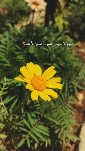 يارب 🩵✨  #عباره_تناسب_الفيديو🖤 #تصويري📸 #اكسبلورexplore #اكسبلورexplore #اعاده_نشر🔁 #لايك__explore___ #عباراتكم_الفخمه📿📌 #الحمدالله_علی_کل_حال❤ 