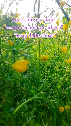 #lazca #kazımkoyuncu #karadenizşarkıları #rize #çiçekler 