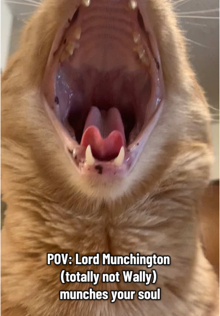 Lord Munchington has come to collect (not Wally) #foryou #foryoupage #fyp #catsoftiktok #wally #orangecat #orangecatsoftiktok #munch #munchcat #asmr #asmrcat #wallyasmr #alterego #villainarc 