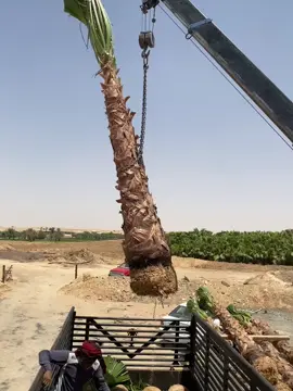 #اشجر#شجر #نخل #واشنطونيا #زينه #امريكي #اشجار 