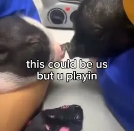 #pig #piglet #pigs #cutepigs#cute#cuteanimals#animals#farm#farmanimals#babyanimals#piggy#pigsoftiktok #repost #funny#hilarious#cute#adorable#adorablepets#pet#petpig#foryou#fyp#trending#tiktok#PetsOfTikTok #family#cool#funny#relaxing#bestofpigs#pig#Love#happy#joy#cuteness#cutenessoverloaded #babypig#babypigs 