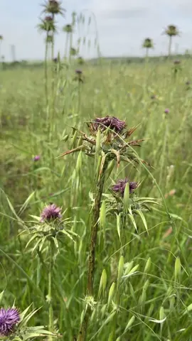 راني حطيت طريقه وتحيد ليا فيديو حاولو تكثرو من حركه اكسبلور#شوك #الجمل #تليف_الكبد #علاج_طبيعي #علاج #طبيب_تيك_توك #اعشاب_طبيعيه_فوائد #اكسبلور #fyp #f #foryoupage 