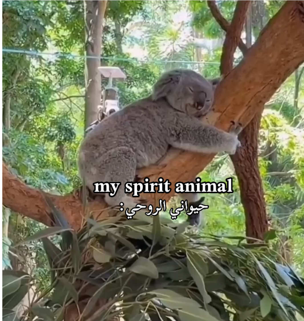 #myspiritanimal #fyppppppppppppppppppppppp #viral #fyp 