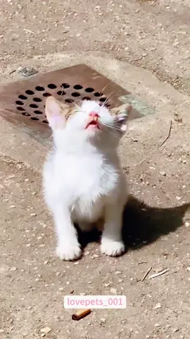 Sleeping Kittens.#cats #cutecats #foryou #funnytiktok #funnyvideos #usa #funnyanimals #fypシ #cute #funnycat #catlover #funnypets #viral #funny 