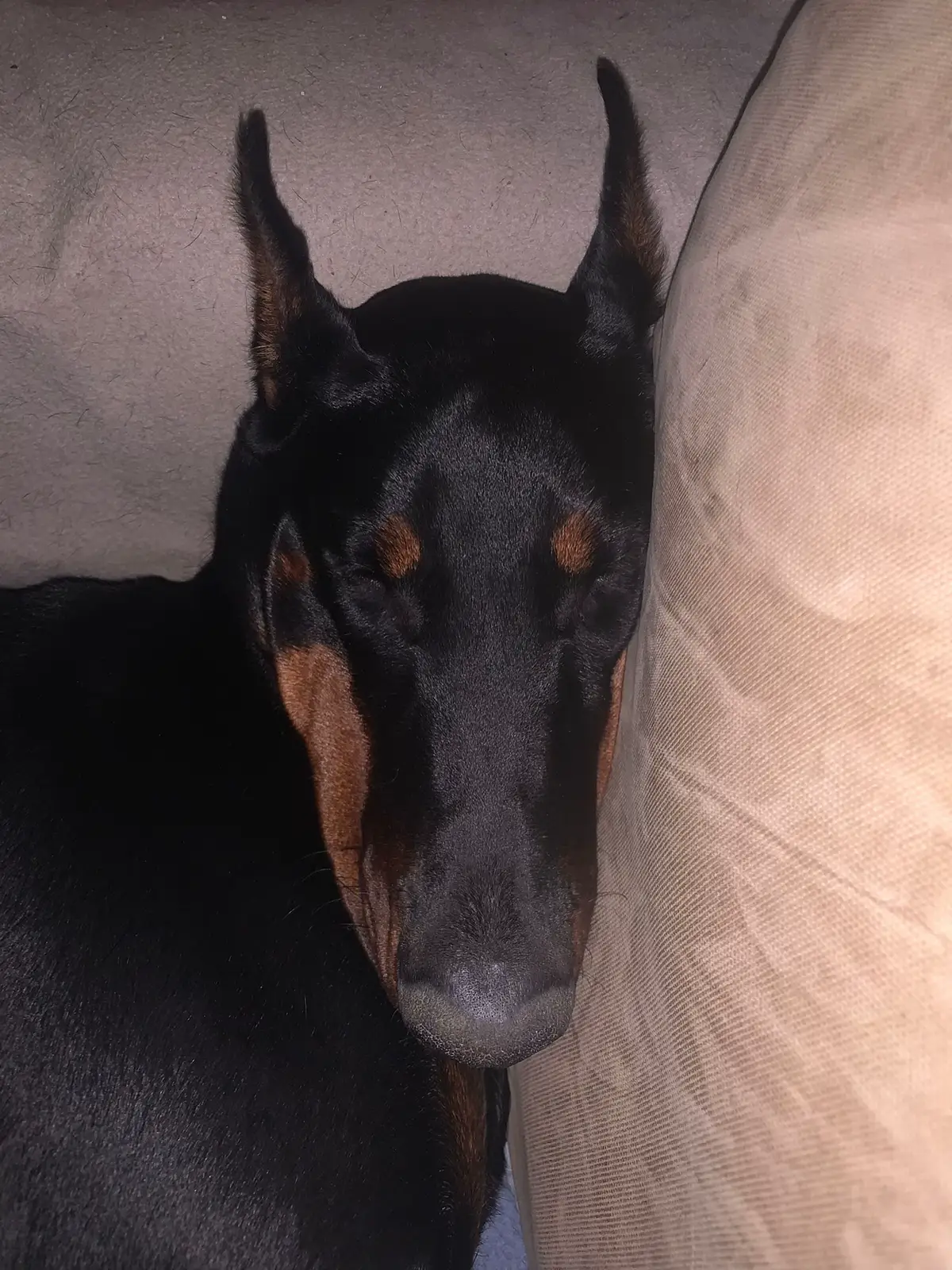 #amour #doberman #dobermann #1anset9jours #10k #pourtoii #foryoupage❤️❤️ #abonnetoi❤️❤️🙏 