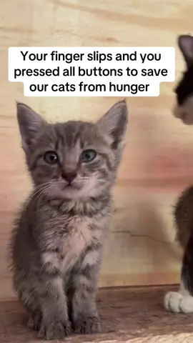 Animal lovers kindly help Us Rescue and Care for Abandoned Cats Every day, countless cats are left to survive on the streets alone, hungry, and vulnerable. At Living hope pet sanctuary , we're committed to rescuing these precious lives, providing them with medical care, food, shelter, and the love they deserve. But we can't do it without your help. Whether it's a donation, supplies, fostering, or spreading the word every action counts.#cat #catsoftiktok #catlover #help 