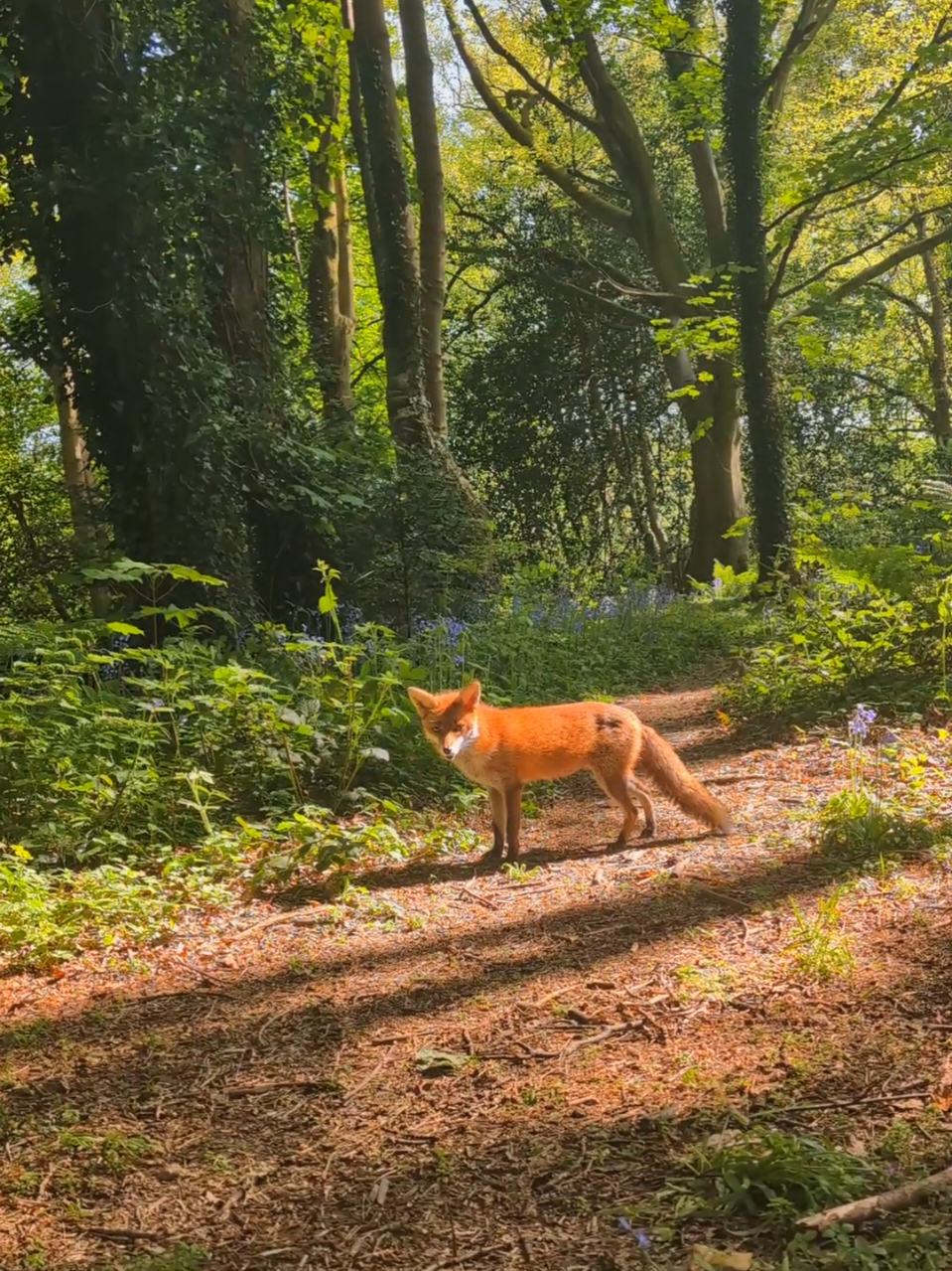 the forest blessed us with the most magical guest at our picnic today 