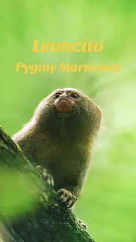 Furry, fluffy, tiny, amazing! Leoncito, or the Pygmy Marmoset. The smallest primates on planet earth. Pygmy Marmosets are found in the western Amazon along riverside jungle and have specialized mouth for chewing holes in their favorite gum trees to drink the sap. They also love insects and are unique in the primate world because they always give birth to twins! #pygmymarmoset #leoncito #tinyanimals #cuteanimals #monkeysoftiktok #amazonas #amazonrainforest #rainforestanimals #amazon #wildlifephotography #wildlifetiktok 