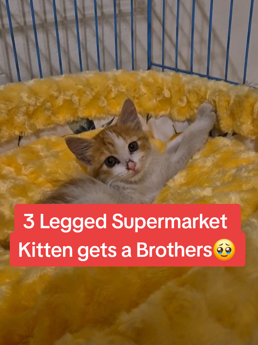 Replying to @gregorygeiger_ this makes me emotional😭❤️ #fyp #foryou #cat #kitten #catlover #catsoftiktok #help #animals #rescue #cute #pet #Love #emotional #sad #happy #moment #pov #life #brother 