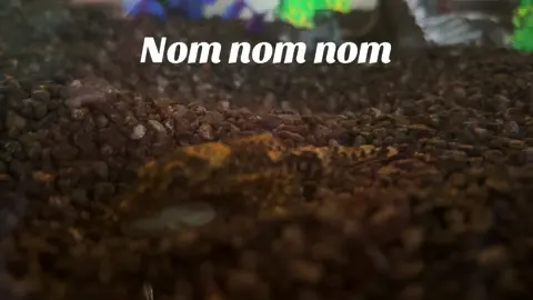 #pleco #plecostomus #plecofish #aquarium #petethepleco