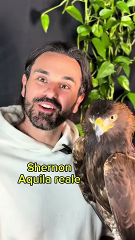 #falcong #passeggiatewild #abruzzo #italwild wildexperience #falconry #life #falcon #giovannigranati #athenajitariuc 