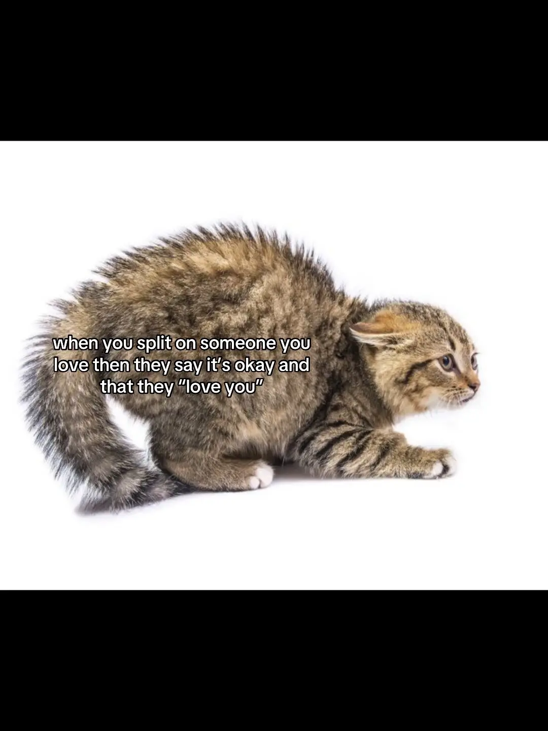 #kaliuchis #sincerely #cat #fyp #relatable #bpd #anxiousattachment 