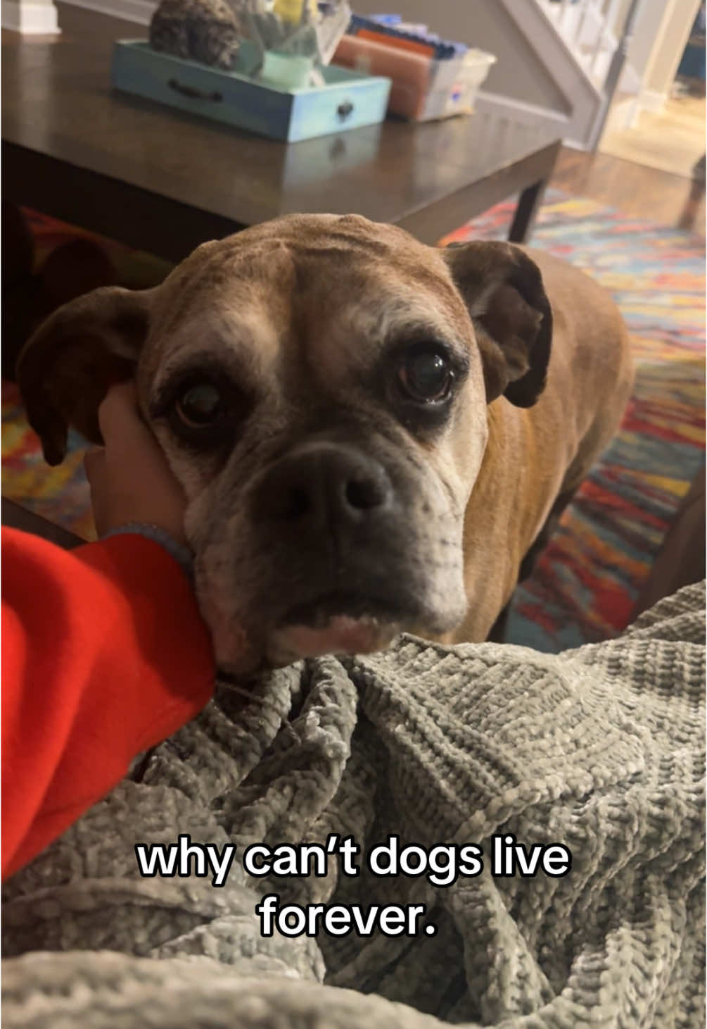 we just found out he has cancer that’s spreading. #fyp #sad #dozer #boxer #dog 
