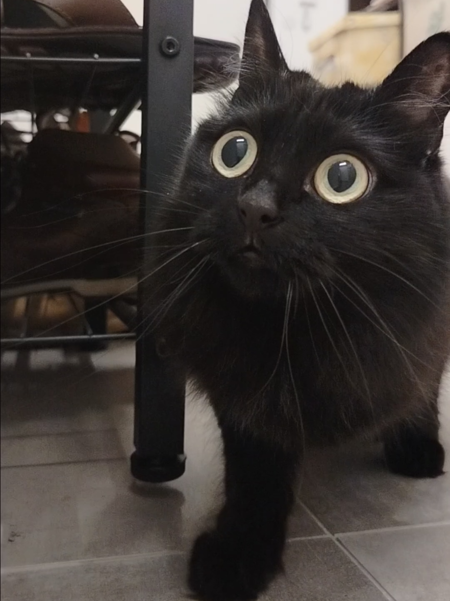 Piri core 😂 🌘.🌒 #piri #piripina #crazypiri #crazycat #crazy #cutecat #catsoftiktok #core #cat #cats #eye #eyes #blackcat #blackcar #for #you #foryou #foryoupage❤️❤️ #perte 