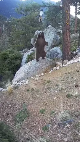 POV: You’re a bear doing pull-ups for seed. 🐻💪 Mega 600: bird feeder + bear gym. 📹: David Northrup #BearTok #Mega600 #BackyardWildlife #FeederChallenge #BirdFeederFails #Brome #CoreDay