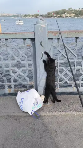 videonun sonunda verdim balığı merak etmeyin 🥰 🐱 #istanbul #galataköprüsü #balıkavı 