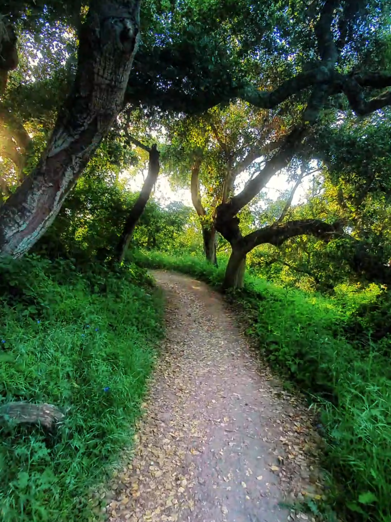 🌿💚🌿 #Hiking #relax #peaceful #CapCut #centralcalifornia #beautifulnature #california #sunflare #spring #hikingtrails 