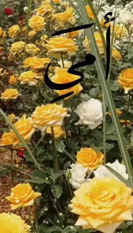 #امي 