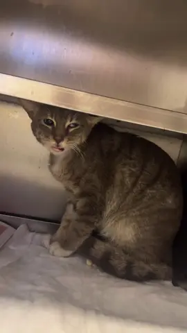 #Repost  THIS IS URGENT ‼️‼️‼️ We need you, please hear us ‼️ We cannot take any rescues anymore due to lack of funds… We are not able to pay our debt to gayes.pet.clinic for a long long long time and we need to pay 3750$ to her 😿😿😿😿 We need your urgent help, please consider donating for us 😞😞😞😞 HOW TO DONATE 🤭 We have a GoFundMe link attached to our bio which you can donate with GooglePay, Venmo and credit/debit card 🙏🏻 This link belongs to our page only 🌸🌼 Thank you so much for being here 🩵 #fipwarriors #catslovers #catlover #catrescue #helpme #helpcats #helpkittens #kitten #animalcare #fyp #animals #helpcats #catrescue #rescuekittens #catsfollowers #cats 