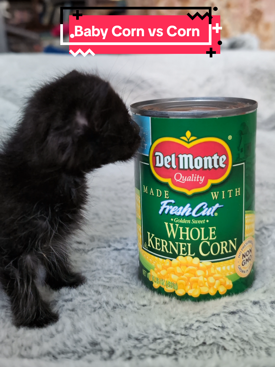 Baby Corn was very scared of corn. #babycorncat #kitten #voidcat #blackkitten 