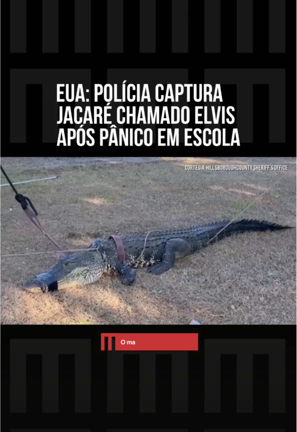 Policiais da #Flórida, nos #EstadosUnidos, capturaram nessa terça-feira (6/5) um #jacaré enorme que rondava próximo a uma pré-escola cheia de crianças. Após os momentos de pânico, o animal, chamado carinhosamente de Elvis, foi localizado. Conforme testemunhas, Elvis vagava perto de um estacionamento. A polícia do Condado de Hillsborough, então, foi acionada e retirou o jacaré da área. 