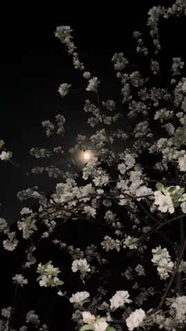 Fly me to the moon.. #moon #flymetothemoon #squidgame #joowon #flower #spring #blossom #song #fyp #fypage #fypシ゚ 