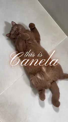 Canelinha 🤎🤎🤎🥹💐✨ #britishshorthair #cinnamon  #cats #catsofinstagram 