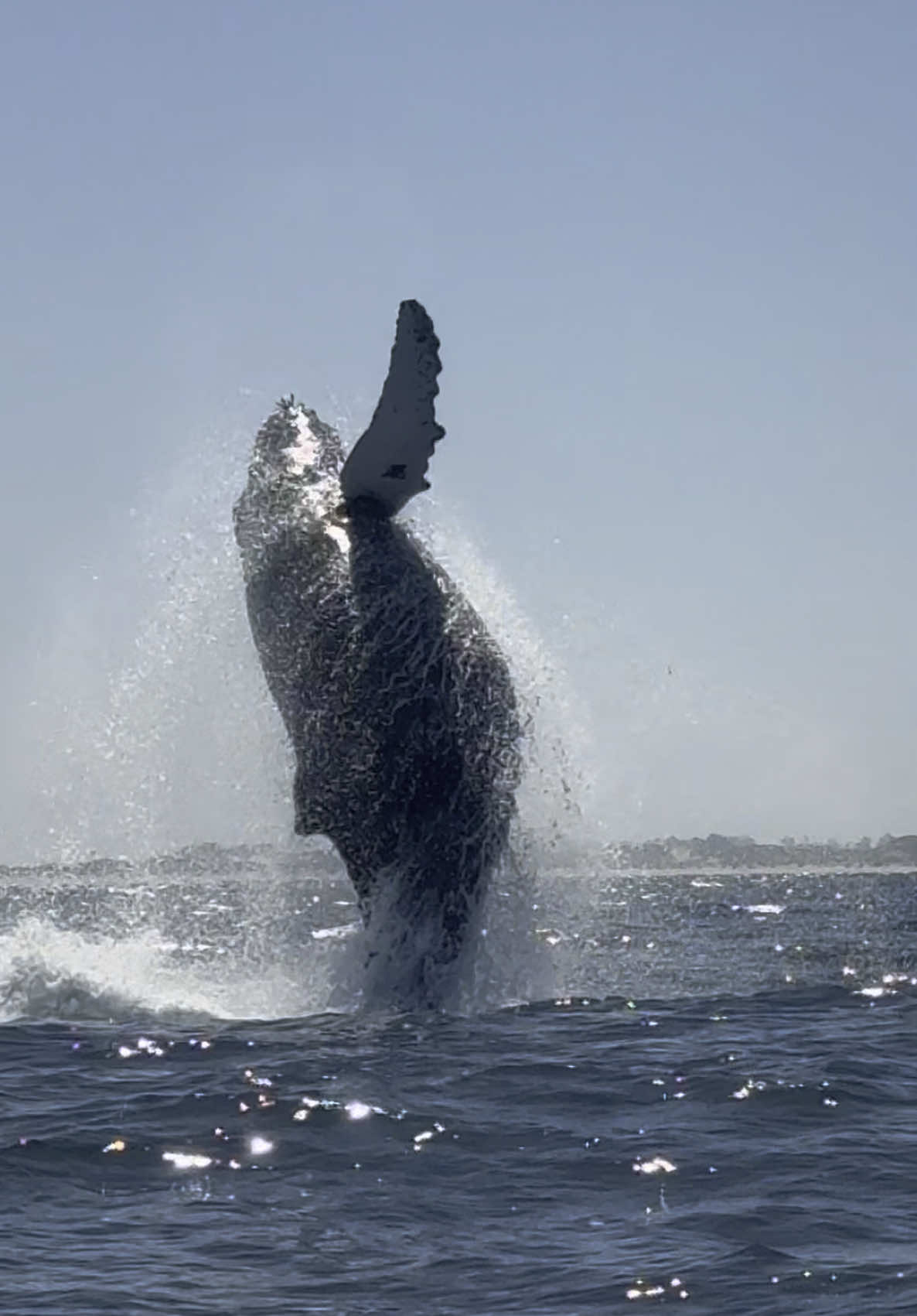 Today, there have been numerous breaches observed during both our morning and afternoon trips. The whales have been particularly active lately, and we enjoy watching them excitedly feed on the abundant fish available in the bay. 🐋 Book your trip now using website link in bio!  #whale #fun #photo #video #wildlife #whalewatching #cali #adventure #vitaminsea #sea #ocean 