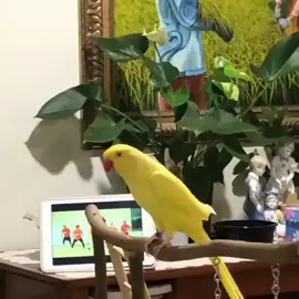 #lovebirds❤️❤️ #loveparrots❤️❤️❤️❤️😀😀🦜🦜 #lovebirds😍 #lovebirds😍 #lovebirds😍 