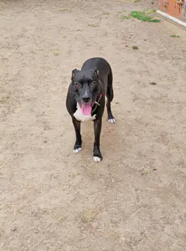 Jiren San  #perro #jiren #fyi 