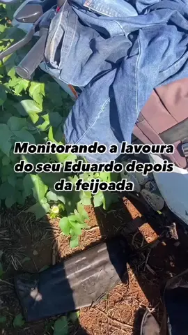Apenas meme. . . . #agro #monitoramento #memestiktok 