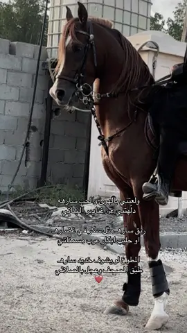 #نرجسية #اسطبلات_ابوحدرية #خيل_وخياله🐎 #اكسبلور #ماشاءالله_تبارك_الله_اذكروا_الله #الخالدي #خيل #ساره #الشيخ_سياف 