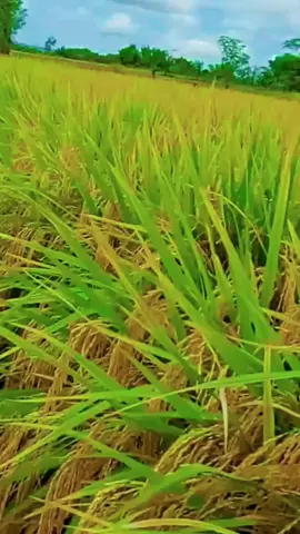 Kenali Keunggulan Padi Mapan 05Tahan terhadap hama dan penyakit: Padi Mapan 05 memiliki ketahanan yang baik terhadap serangan hama dan penyakit, seperti wereng, penggerek batang, dan blas. Hal ini dapat meminimalisir penggunaan pestisida yang berlebihan dan memperkecil biaya produksi petani#benihpadi #fyp #pti #pppppppppppppppp #tiktok_india #tiktoknews #tik_tok #tiktoker #ptbhdsahabatparapetani #pyfツviral_❤ #tiktokgiaitri #fffffffffffyyyyyyyyyyypppppppppppp #tiktok_lover #tiktokviral #tiktokuni #tiktokindia #tiktok 