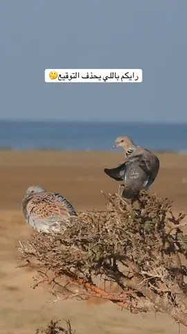 #معشوقة_الملايين #قميري #قمري #أبريل #٢٠٢٥ #اكسبلووووورررر #اكسبلورexplore 