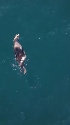 #alextheseal feeling very chuffed with himself after stealing the drum line bait once again this morning. 😀 #drumline 