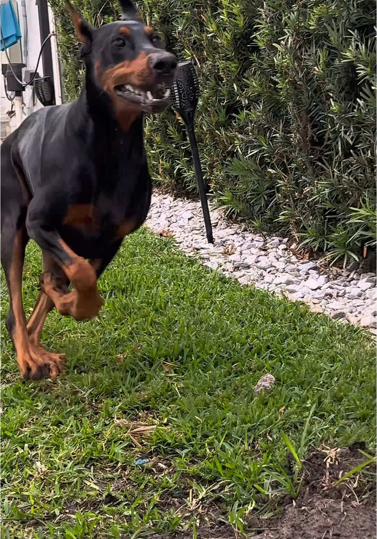 Trying to catch me #dogsoftiktok #dogs #doberman #dogrunning #fastdog #dobermanrun #dobie 