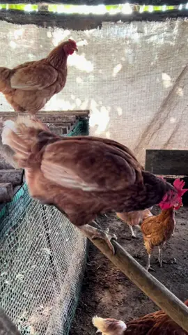 #videoviral #yaestacerradacon3candados #lapuertanegraaaa #😂😂😂 #gallinasfelices 