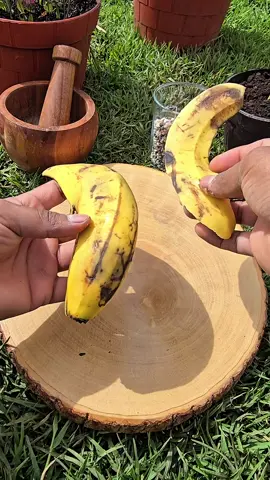 Turn your kitchen waste into powerful plant food! By pyrolyzing banana peels, you create a natural potassium-rich fertilizer perfect for tomatoes, peppers, potatoes, and fruit trees. It's simple, sustainable, and great for your garden. #GardeningTips #BananaPeelFertilizer #OrganicFertilizer #DIYGarden #SustainableLiving #HomeGardening #PlantCare #EcoFriendly #GardenHacks #UKGardening #USAGardening 