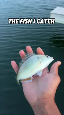 Will I ever out-fish her?? 🥲 #floridaoutdoors #saltwater #coupleswhofish #staytogether 