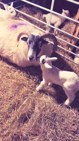 Shearer sadly aborted last year, nice to see her with her first set of twins ❤️👌#islandlife #croftinglife #sheep #lambs #lambingshed #blackface #blackfacexcheviot 