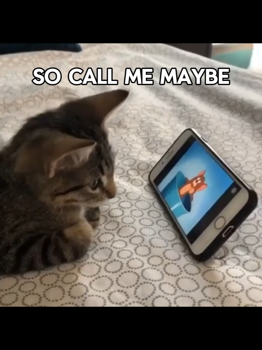 so call me maybe! :D follow if you love cats ❤  #catcore #catlovers #lyrics 