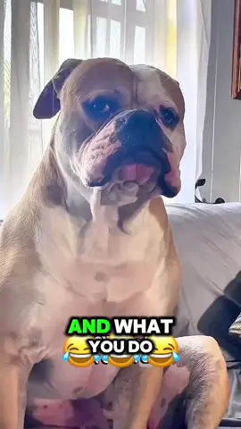 Wait for it😂😂😂#talking #voiceover #fyp #animal #viralvideo #funnyvideo #dog #foryour #talkingdog #funnytiktok 