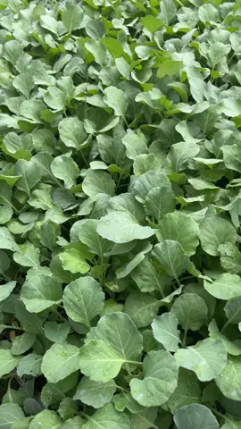 #ต้นกล้า #กะหล่ําปลี  ต้นกล้า สวย แข็งแรง โตวัย ปลูกได้ 3 ฤดู เลยค่ะ 