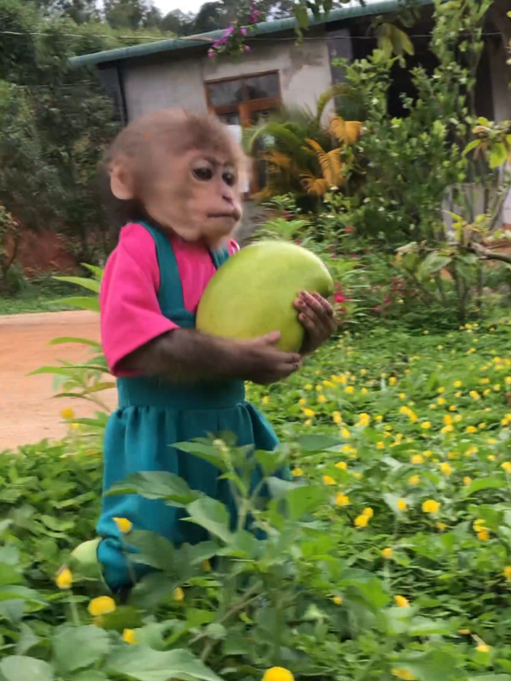 Funny monkey Bon. #monkey #cutemonkey #monkeydluffy #monkeysoftiktok 